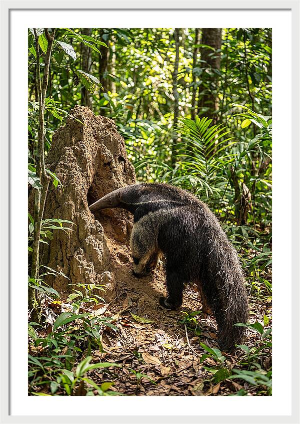 Giant Anteater Foraging