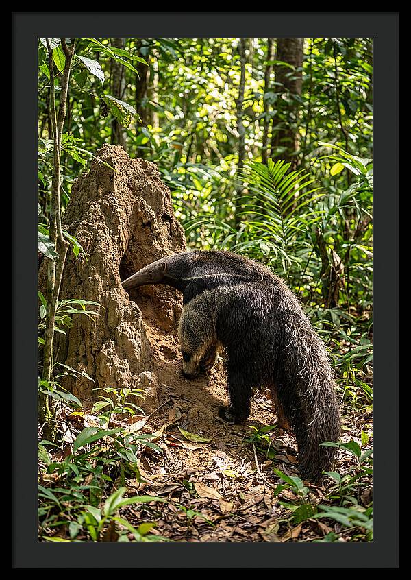 Giant Anteater Foraging
