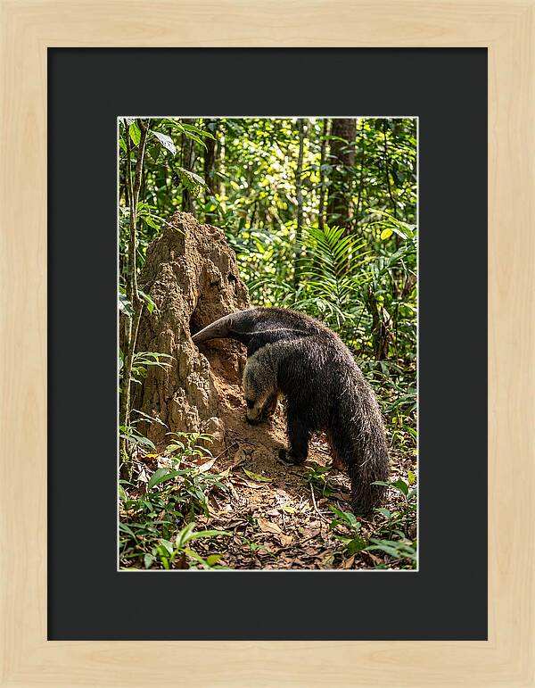 Giant Anteater Foraging
