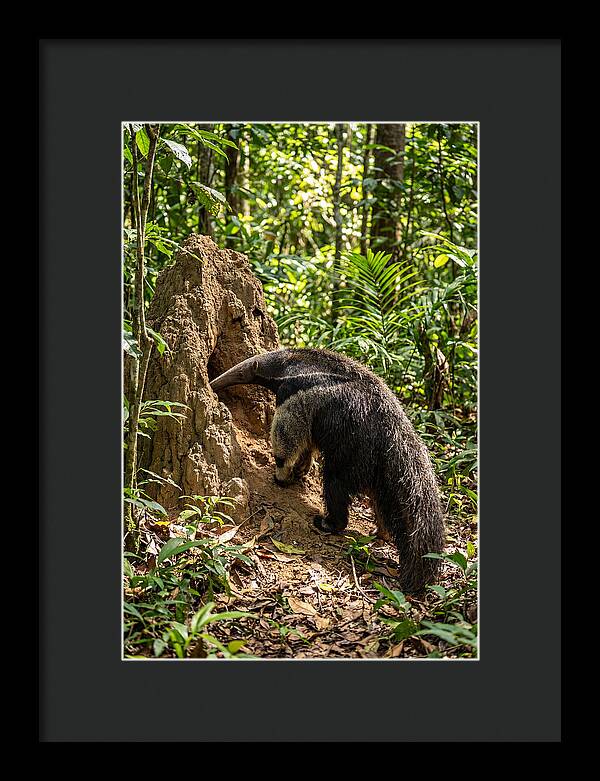 Giant Anteater Foraging