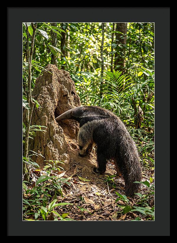 Giant Anteater Foraging