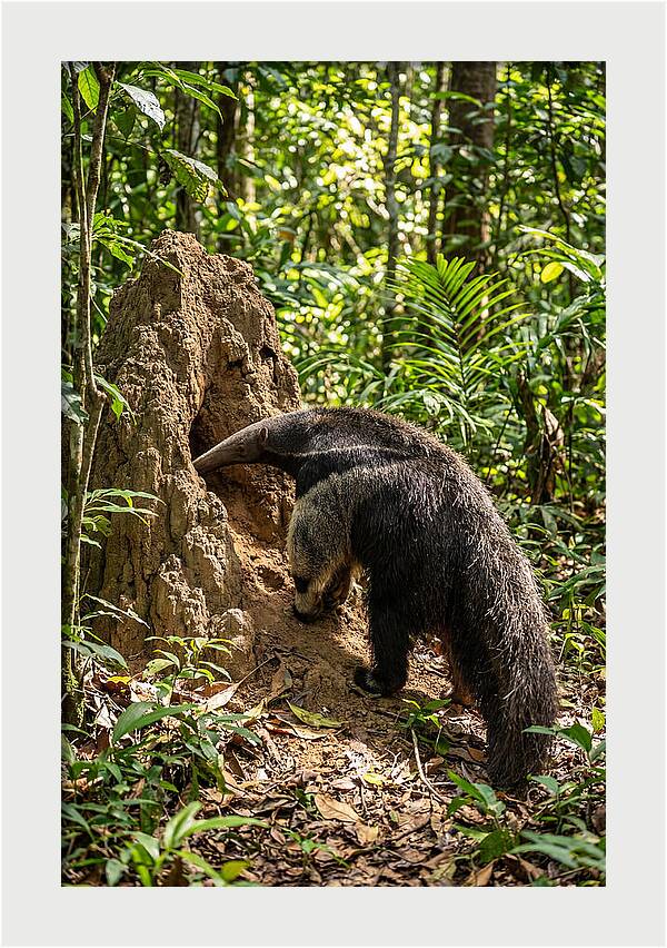 Giant Anteater Foraging
