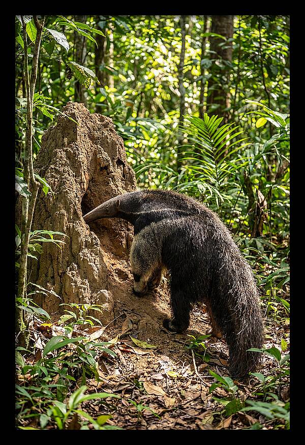 Giant Anteater Foraging