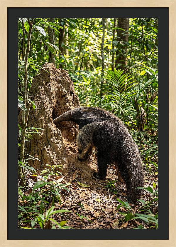 Giant Anteater Foraging