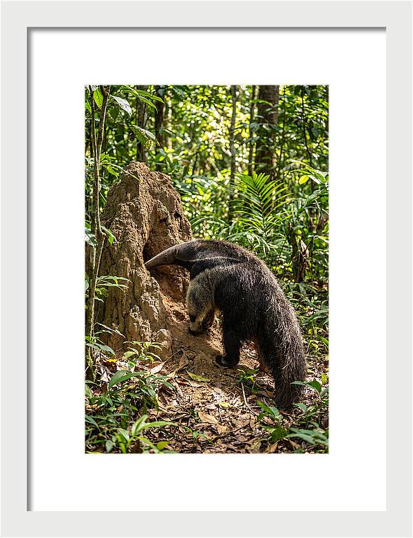 Giant Anteater Foraging