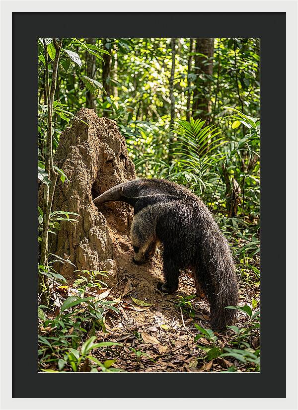 Giant Anteater Foraging