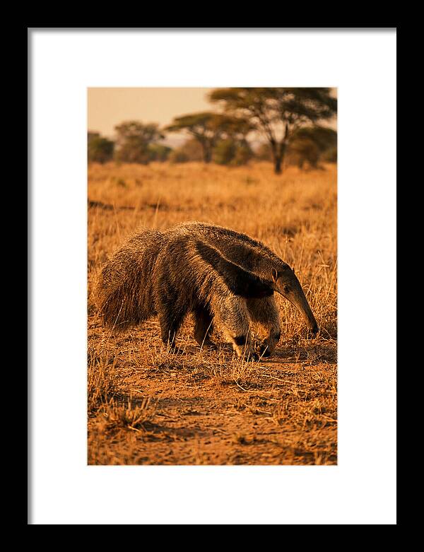 Giant Anteater In Autumn Grassland