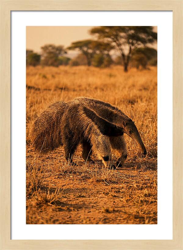 Giant Anteater In Autumn Grassland