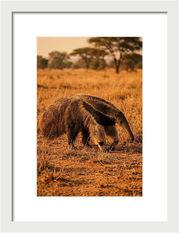 Giant Anteater In Autumn Grassland