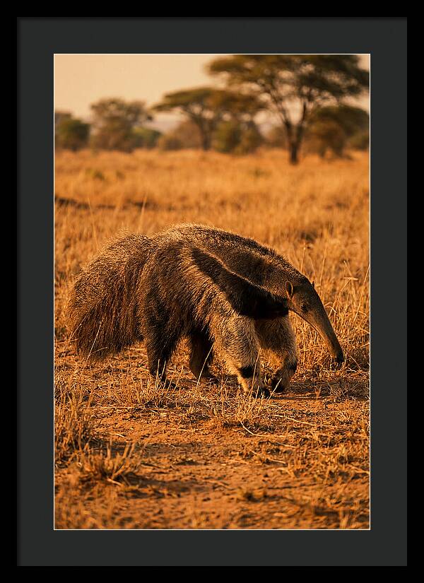 Giant Anteater In Autumn Grassland