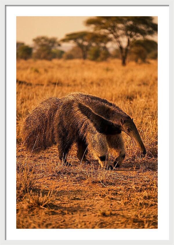 Giant Anteater In Autumn Grassland