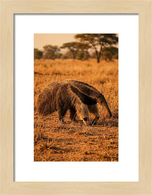 Giant Anteater In Autumn Grassland