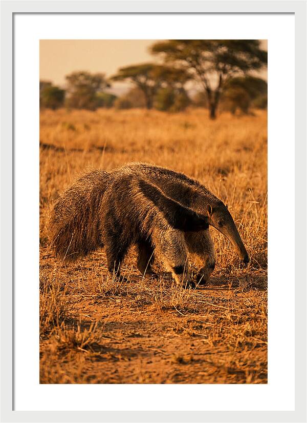 Giant Anteater In Autumn Grassland