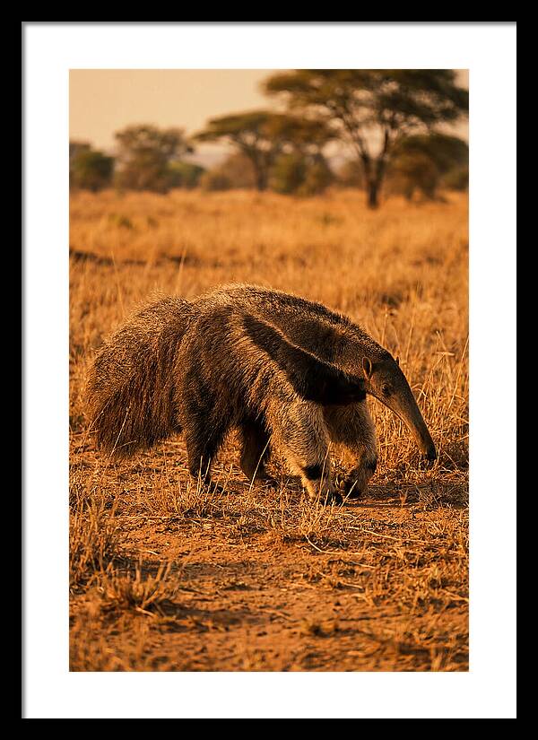 Giant Anteater In Autumn Grassland