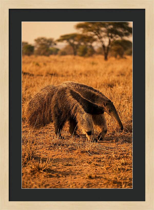Giant Anteater In Autumn Grassland
