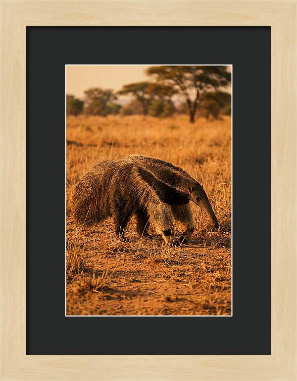 Giant Anteater In Autumn Grassland