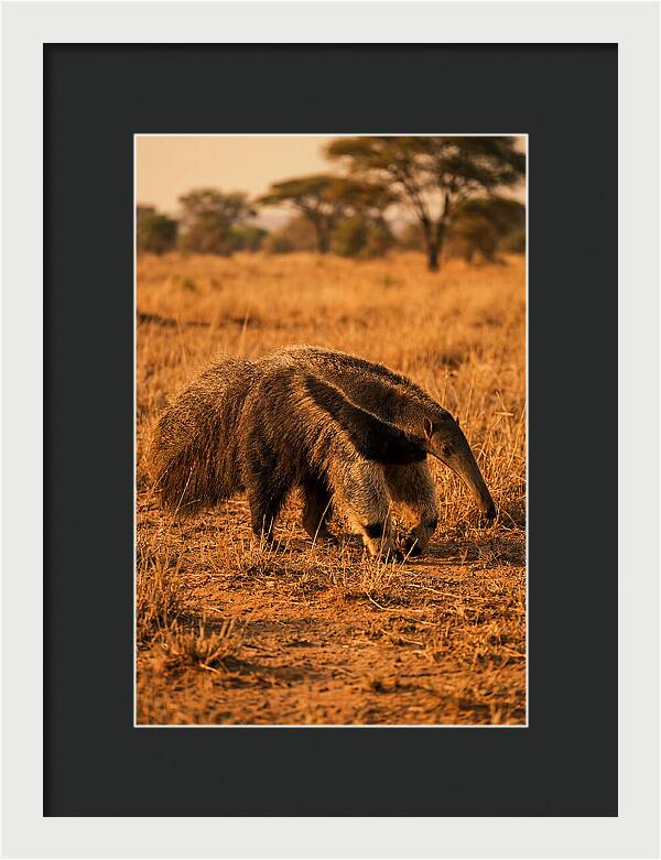 Giant Anteater In Autumn Grassland