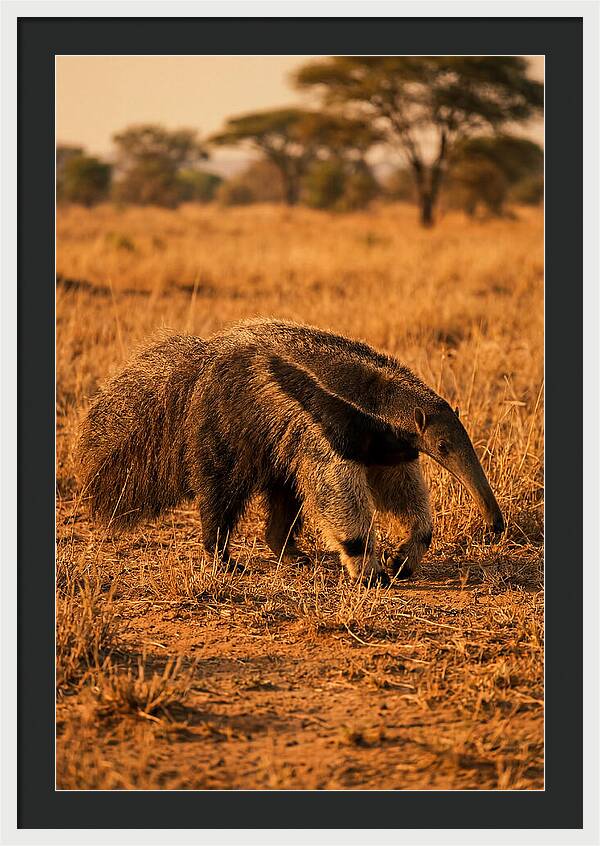 Giant Anteater In Autumn Grassland