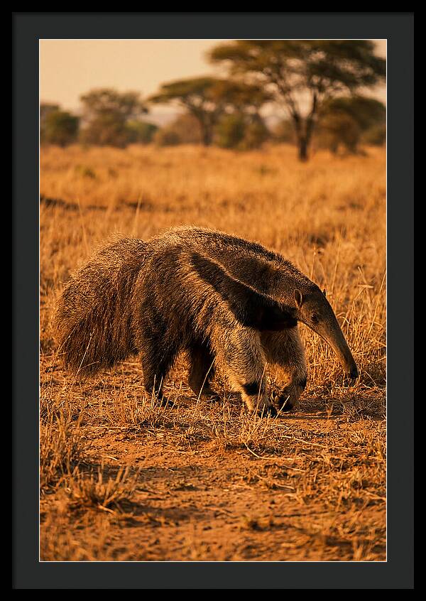 Giant Anteater In Autumn Grassland