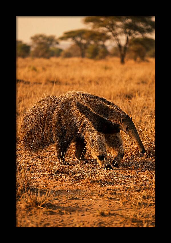 Giant Anteater In Autumn Grassland