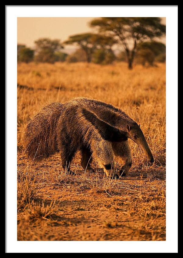 Giant Anteater In Autumn Grassland
