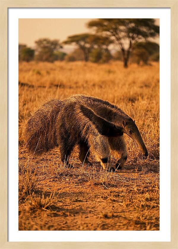 Giant Anteater In Autumn Grassland