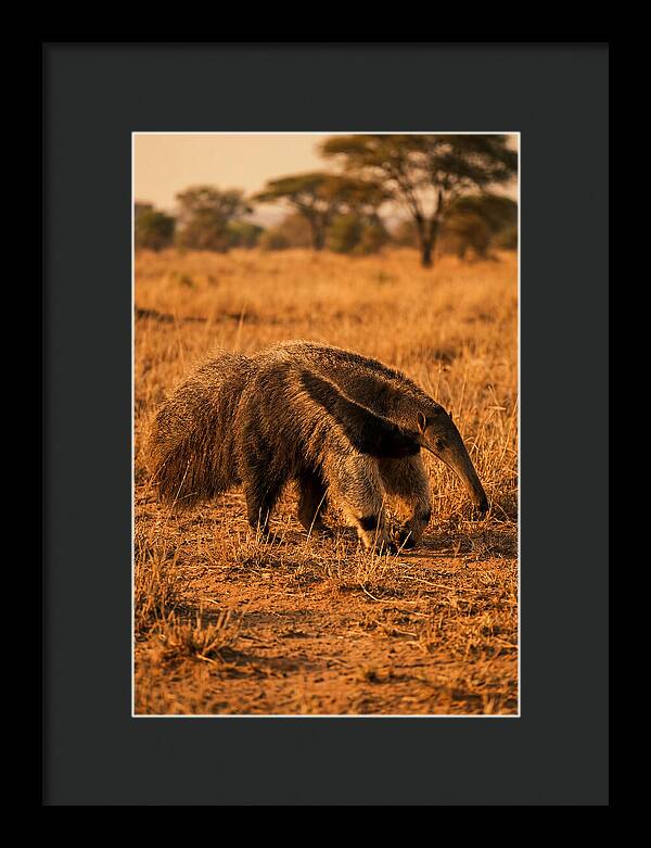 Giant Anteater In Autumn Grassland