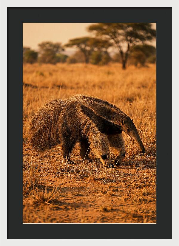 Giant Anteater In Autumn Grassland