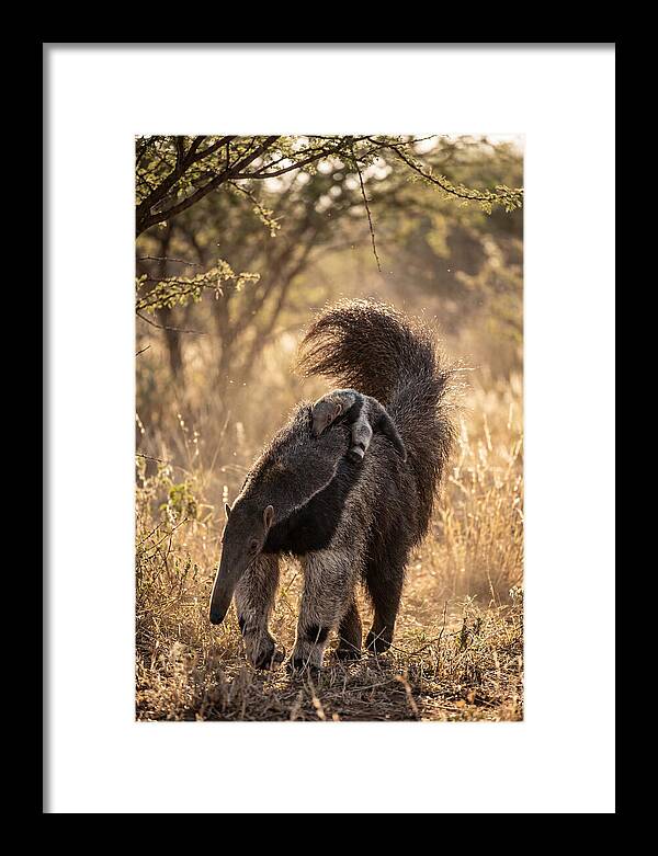 Giant Anteater With Baby