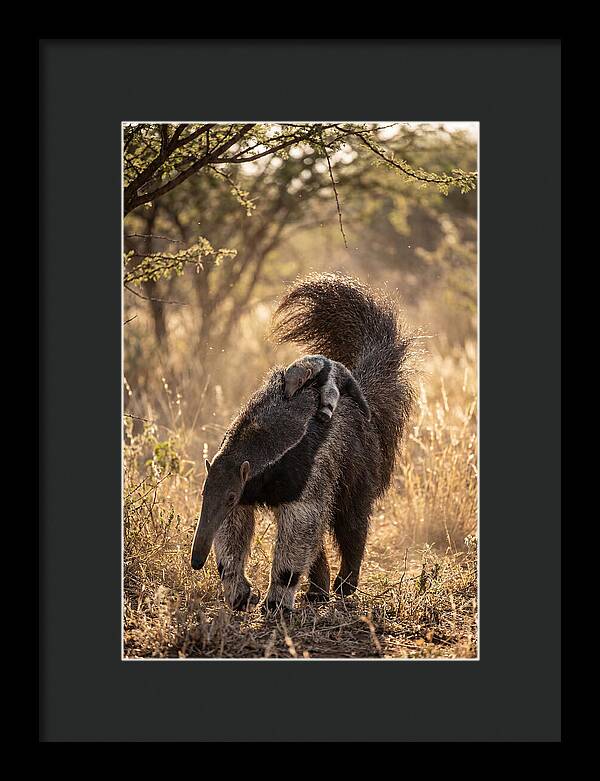 Giant Anteater With Baby