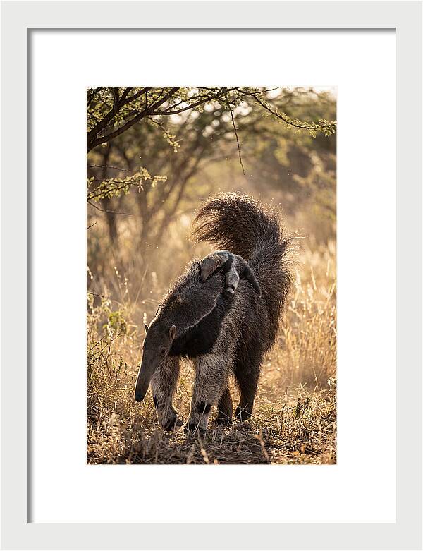 Giant Anteater With Baby