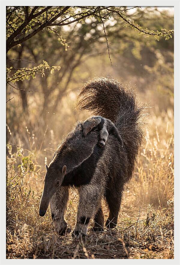 Giant Anteater With Baby