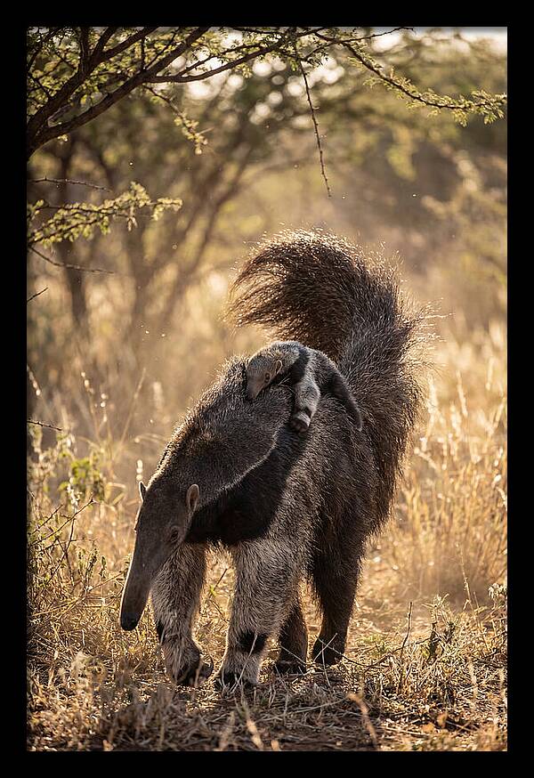 Giant Anteater With Baby