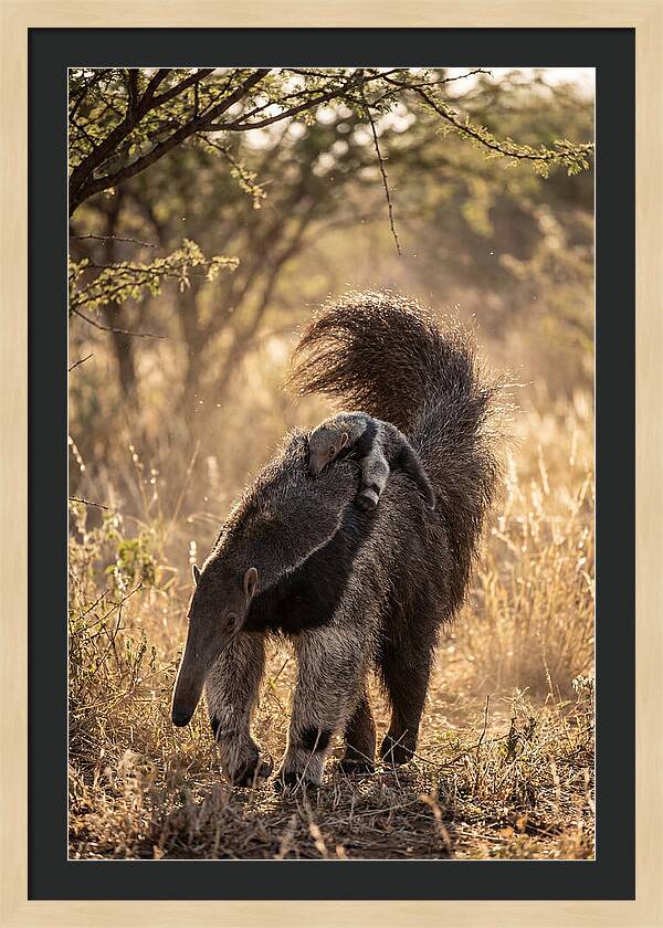 Giant Anteater With Baby