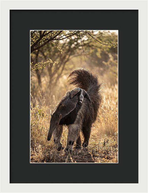 Giant Anteater With Baby