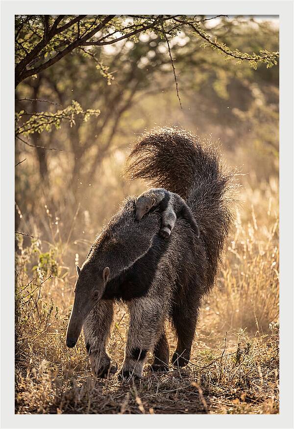 Giant Anteater With Baby