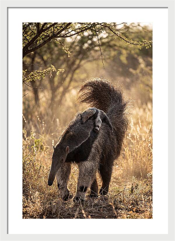 Giant Anteater With Baby