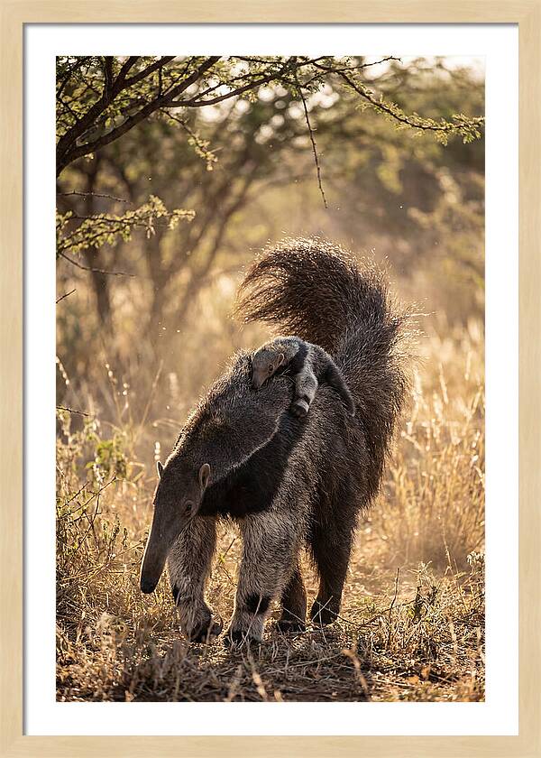 Giant Anteater With Baby