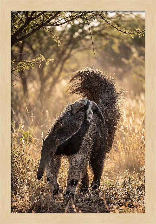 Giant Anteater With Baby