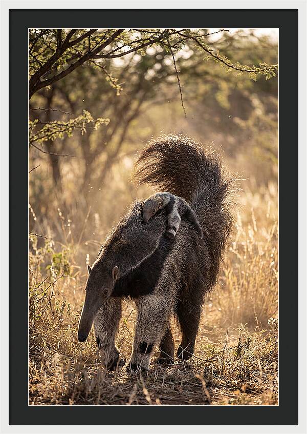 Giant Anteater With Baby