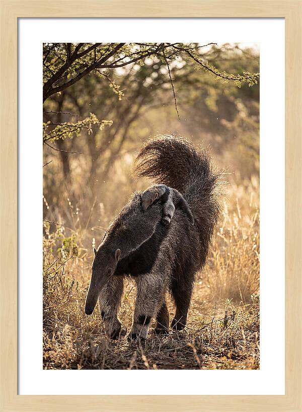 Giant Anteater With Baby