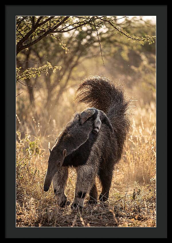Giant Anteater With Baby