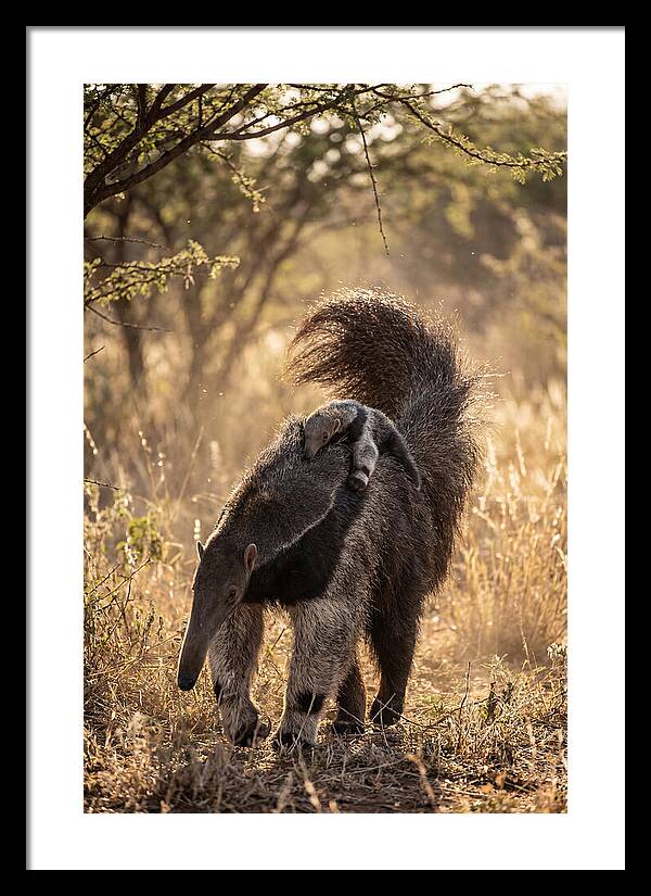 Giant Anteater With Baby