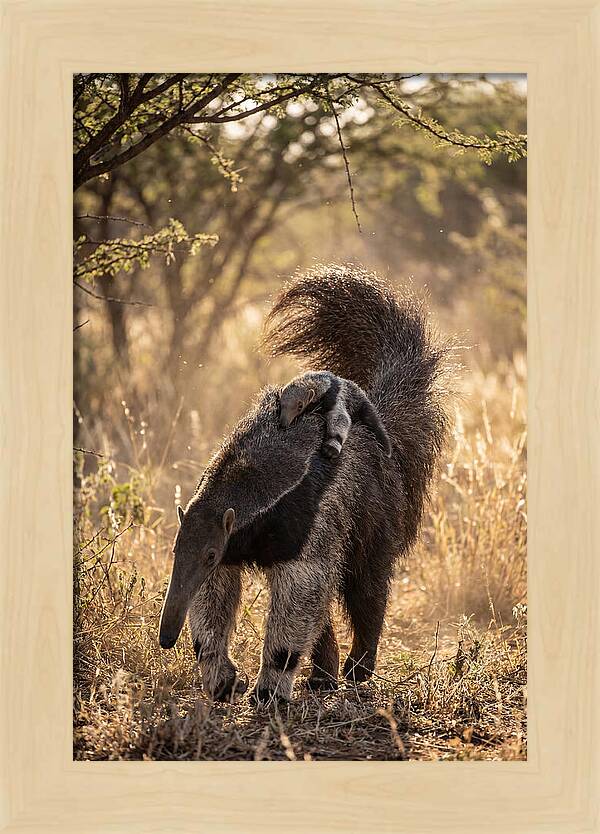 Giant Anteater With Baby