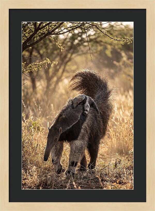 Giant Anteater With Baby