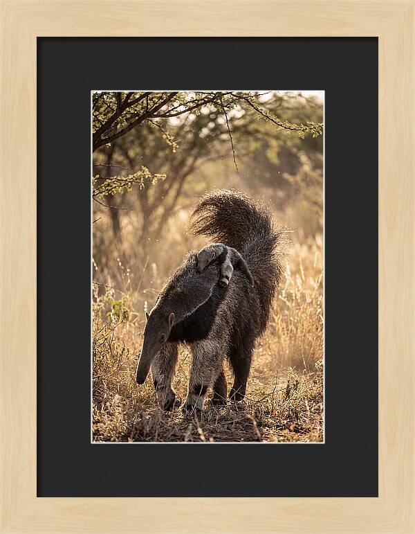 Giant Anteater With Baby