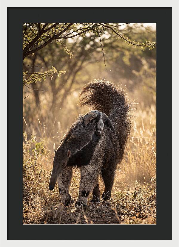 Giant Anteater With Baby