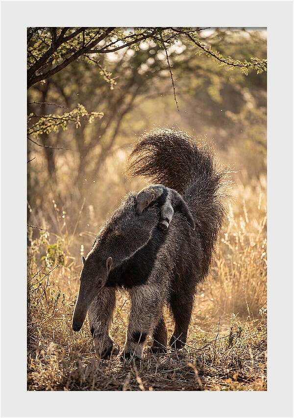 Giant Anteater With Baby