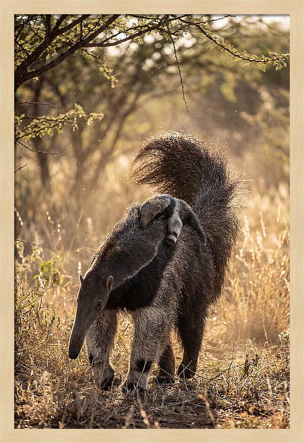 Giant Anteater With Baby