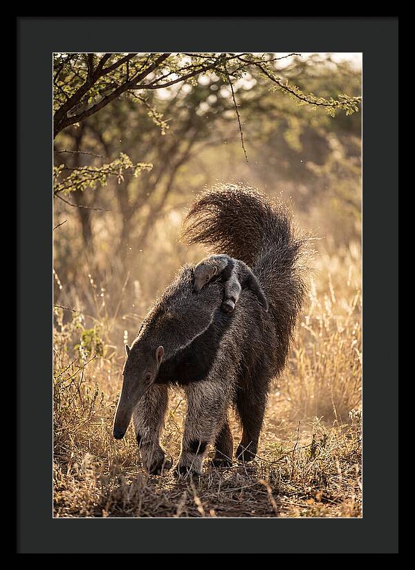 Giant Anteater With Baby